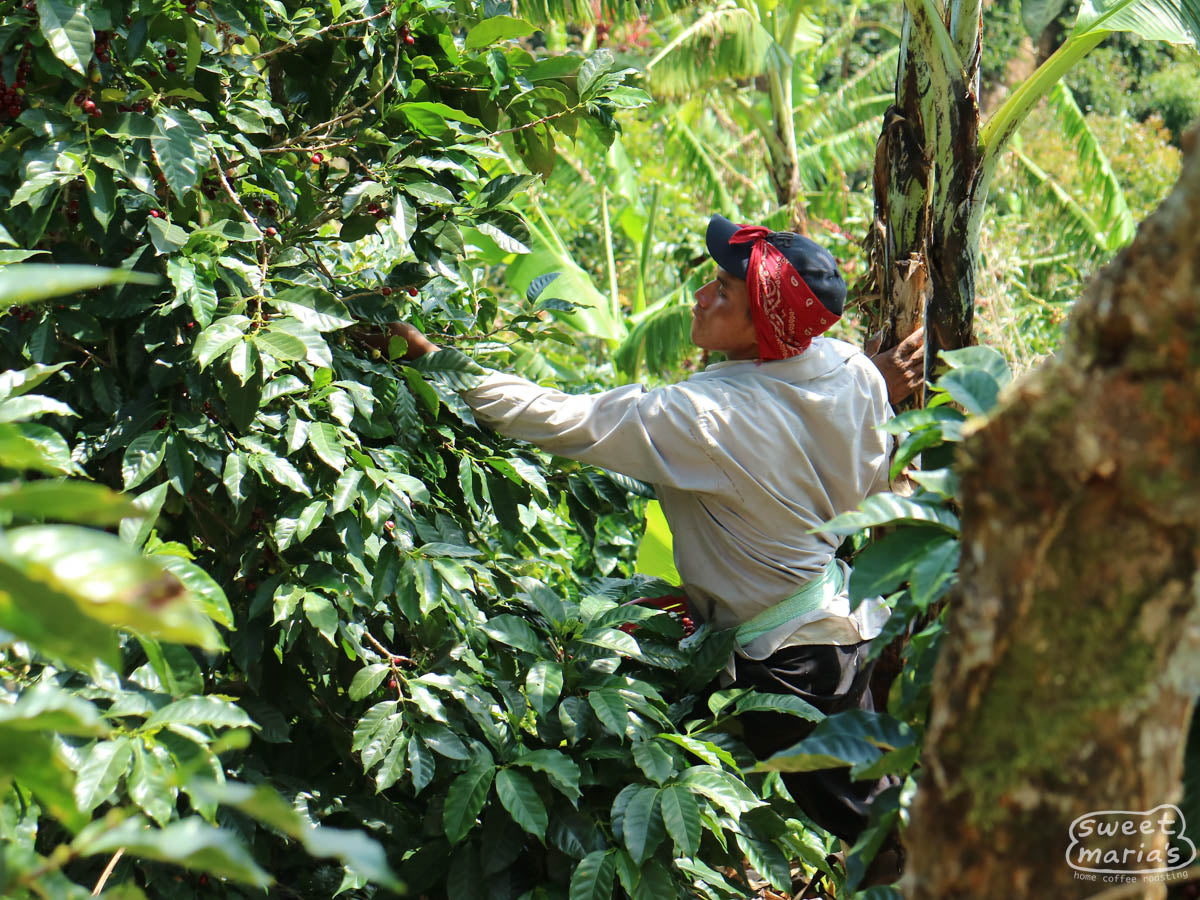 A coffee picker selects the ripe cherries from a shrub at a farm in Tarrazu.