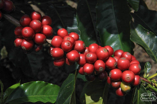 A close-up photo of This photo is from a farm in Costa Rica, and an example of the clumping coffee cherries on a Typica branch.