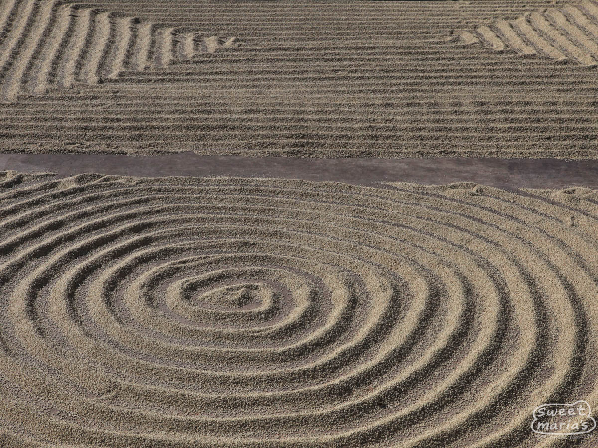 Parchment covered coffee raked into geometric patterns on the cement drying patios of Don Mayo mill in Tarrazu.