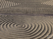 Parchment covered coffee raked into geometric patterns on the cement drying patios of Don Mayo mill in Tarrazu.