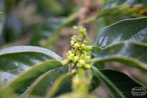 Close-up photo of new flower buds forming on a Typica Mejorado coffee plant at the Don Oscar farm and mill in Tarrazu, Costa Rica.