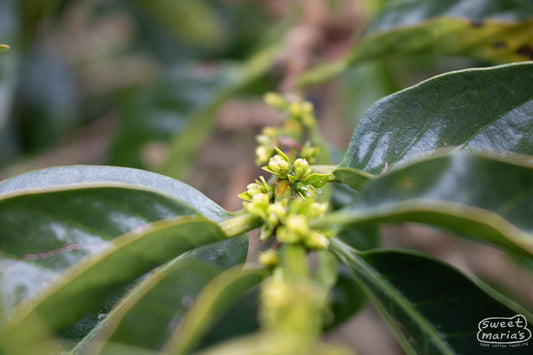 Close-up photo of new flower buds forming on a Typica Mejorado coffee plant at the Don Oscar farm and mill in Tarrazu, Costa Rica.