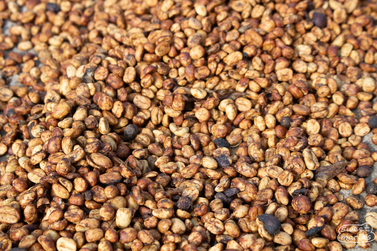 Ignacio "Tacho" Solis shares his thoughts on Typica Mejorado while walking the plot of this unique variety at their farm in Tarrazu.