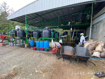  where Higuito was processed. Los Santos region.