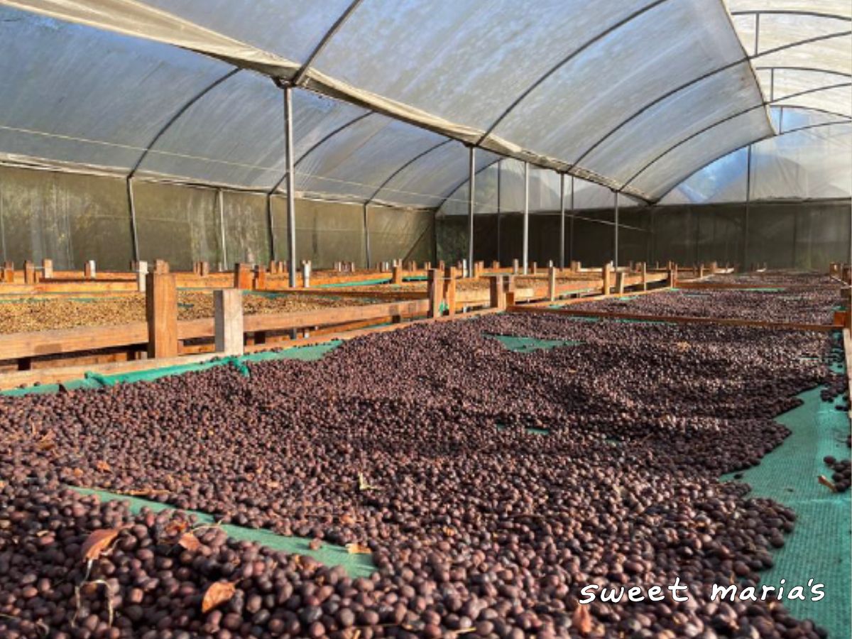 Anaerobic dry process coffee dries on raised beds under protective shade covering at Fátima micromill, where Higuito was processed. Los Santos region.