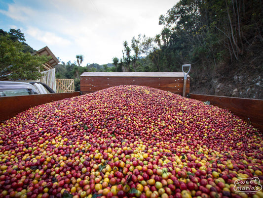 Coffee cherries being delivered by truck to the Palmichal mill, where Cristian Alvarez' coffee is processed. Los Santos, Tarrazu.