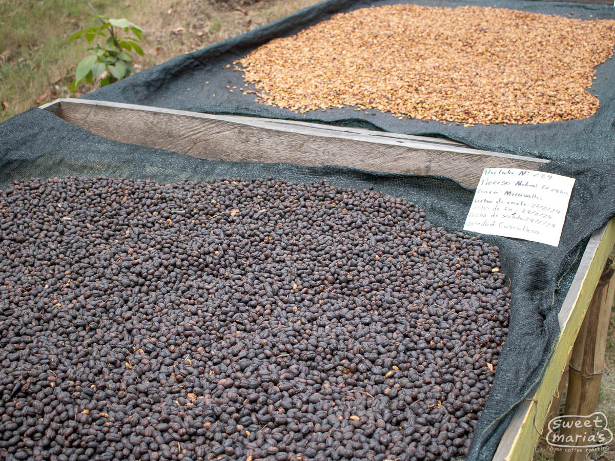 A photo of the Cuscatleco coffee variety drying on raised beds at the Miravalles mill in Ahuachapan, El Salvador.