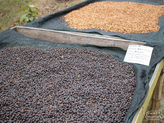 A photo of the Cuscatleco coffee variety drying on raised beds at the Miravalles mill in Ahuachapan, El Salvador.