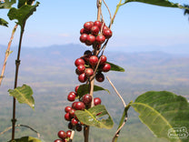 Red cherries are ripe and ready to harvest on this Bourbon shrub at Finca Miravalles, right next door to Finca San Miguel. Tres Limites region, Apaneca Ahuachapan, El Salvador.