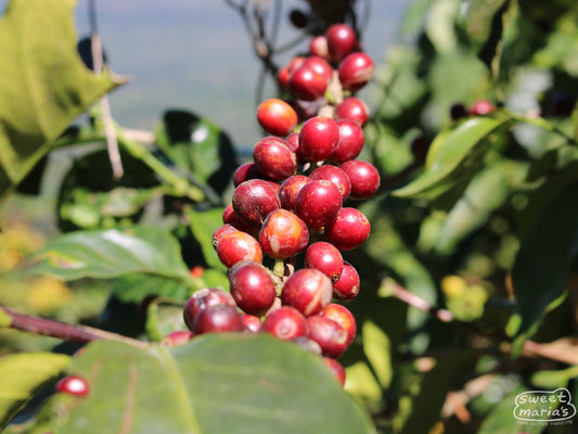 Ripe red coffee cherries ready for harvesting at Finca Miravalles, which is right next door to San Luis.