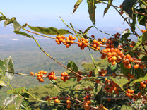 A yellow bourbon shrub with ripe coffee cherries at the Miravalles farm in Ahuachapan, El Salvador.