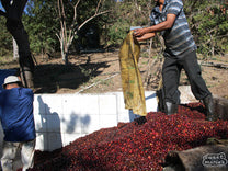  right next door to Finca San Miguel. Tres Limites region