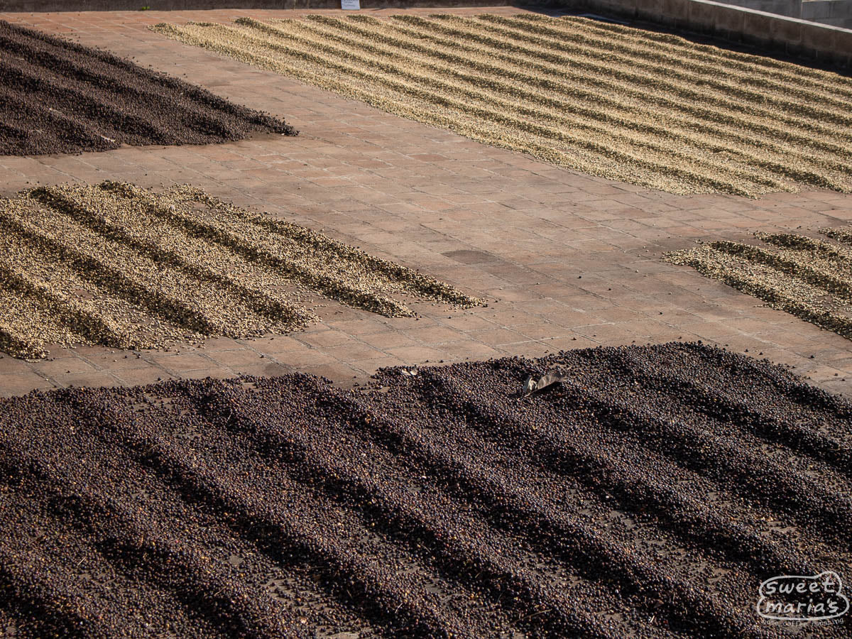  like Bourbon. Miravalles farm in Ahuachapán