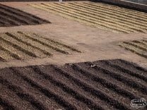  like Bourbon. Miravalles farm in Ahuachapán