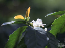 Flowering coffee shrub at the Miravalles farm in Ahuachapan.