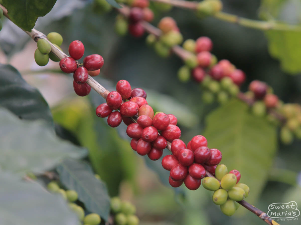 Coffee cherries that have turned a deep red color on a coffee shrub in Ahuachapan