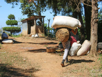 Coffee pickers delivering whole cherry in large mylar bags at the Miravalles farm. You can see some crouched down sorting out any under or over ripe coffee cherry before delivering to the mill. Ahuachapan, El Salvador.