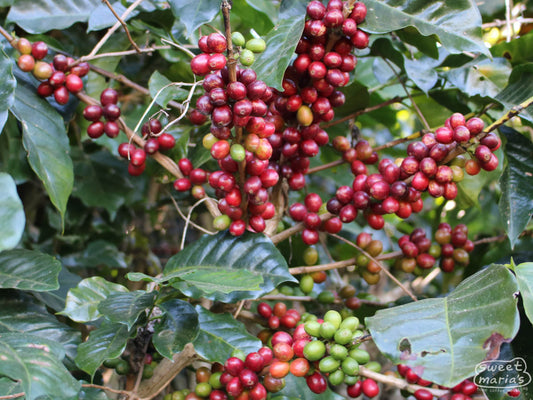 Cherry turns a deep red color as it ripens on this Anacafe shrub at the Miravalles farm in Ahuachapan, El Salvador.