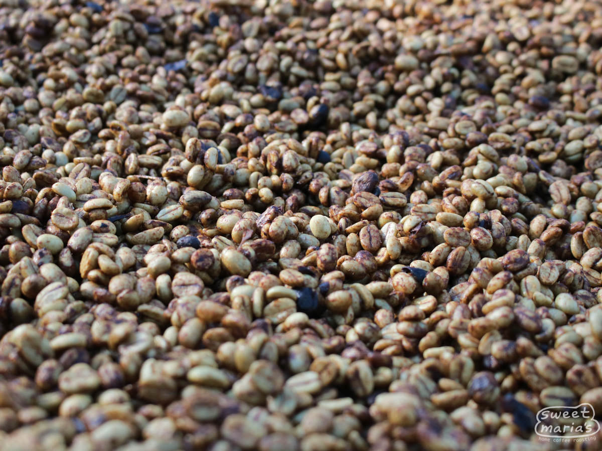 The thin layer of fruit on this honey process coffee turns a reddish color as it dries on raised beds. Tacubaya mill, where this lot was processed. Ahuachapan, El Salvador.