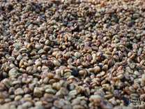 The thin layer of fruit on this honey process coffee turns a reddish color as it dries on raised beds. Tacubaya mill, where this lot was processed. Ahuachapan, El Salvador.