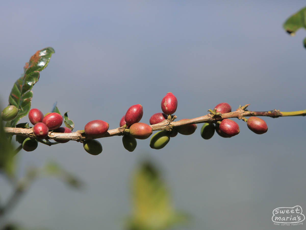 The large-sized, elongated Pacamara coffee cherries ripening on a shrub at finca Miravalles in Ahuachapán, El Salvador.