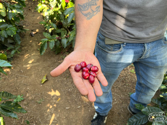 The large-sized, elongated Pacamara coffee cherries ripening on a shrub at finca Miravalles in Ahuachapán, El Salvador.