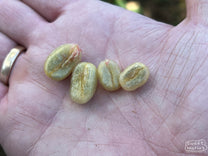 The large-sized, elongated Pacamara coffee cherries ripening on a shrub at finca Miravalles in Ahuachapán, El Salvador.