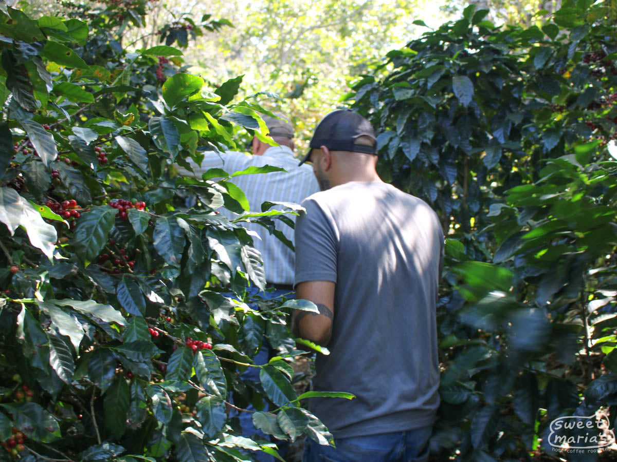 Luis Sr (front) and Jr (rear) lead us on a tour of their farm in Ahuachapán.