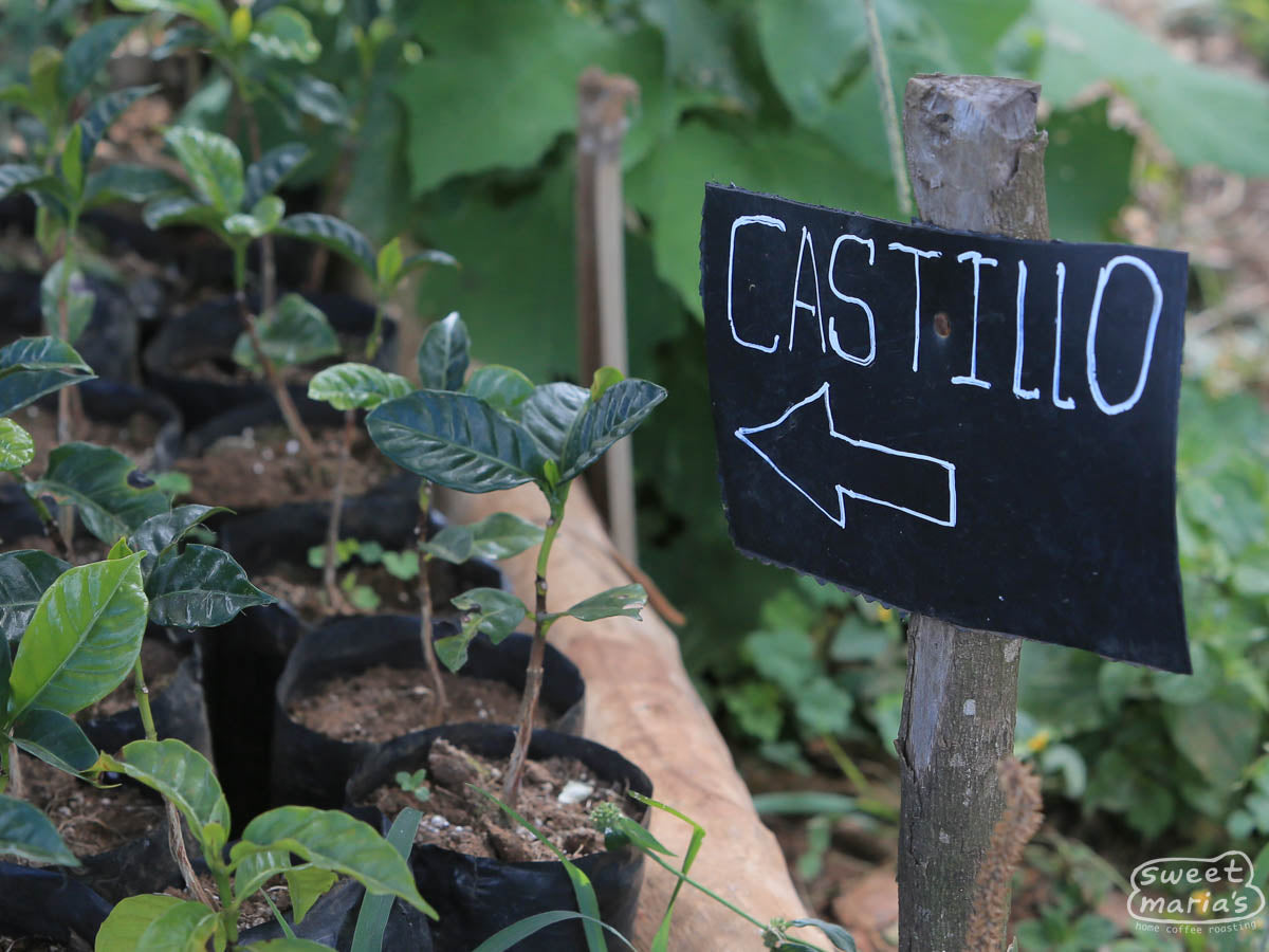  typical when fully mature and ready to be harvested. Finca Miravalles