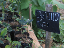  typical when fully mature and ready to be harvested. Finca Miravalles
