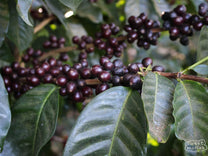 Castillo coffee cherry that's turned a dark purple color, typical when fully mature and ready to be harvested. Finca Miravalles, Ahuachapán, El Salvador.