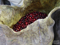 Dry and honey process coffees are laid to dry on raised wood-framed tables at Tacubaya mill