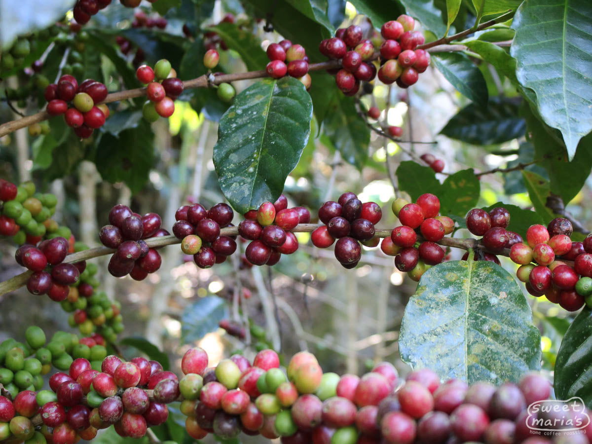 Sampacho variety (also referred to as "San Pacho") with its characteristic clumps of fruit, like Bourbon. Miravalles farm in Ahuachapán, El Salvador.