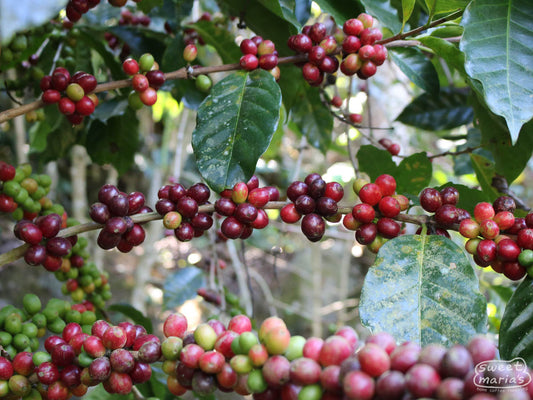 Sampacho variety (also referred to as 