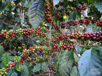  El Salvador.