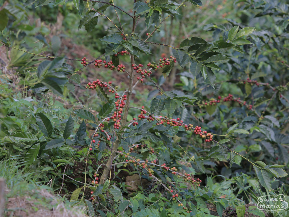 Red Tabi cultivar growing at Finca Miravalles in Apaneca, near the town of Atiquizaya, El Salvador. Some Tabi produces yellow cherries too.