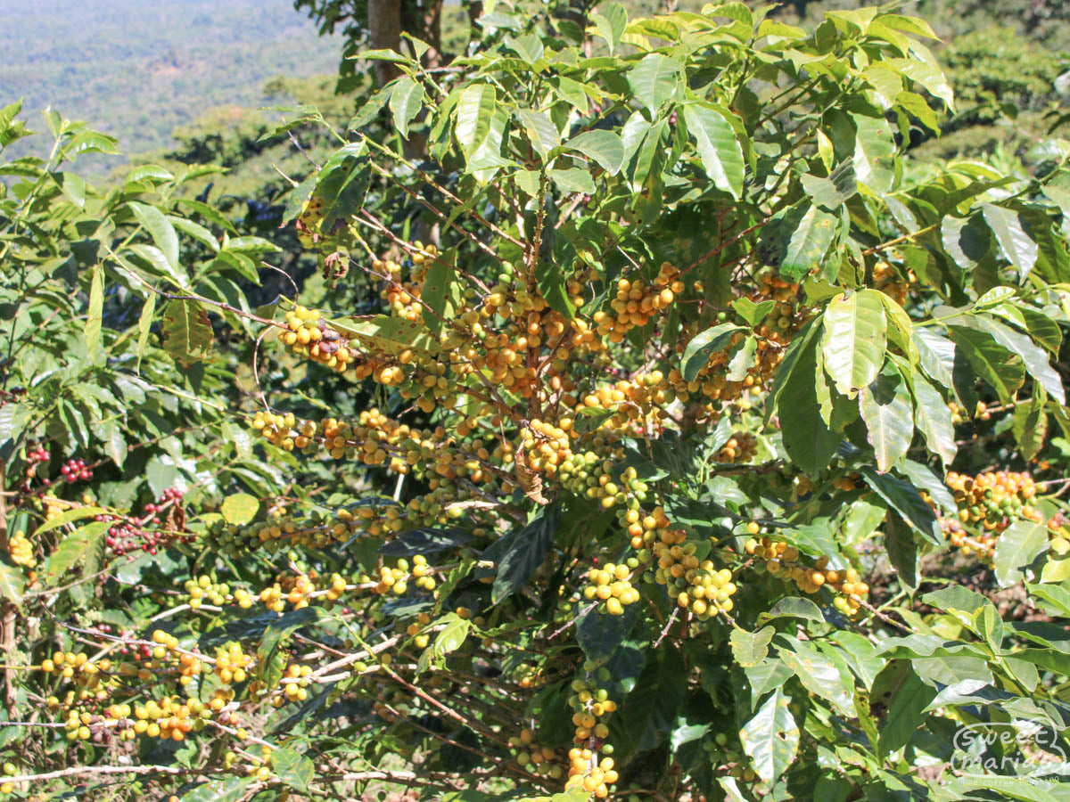  El Salvador. Some Tabi produces yellow cherries too.