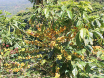 El Salvador. Some Tabi produces yellow cherries too.
