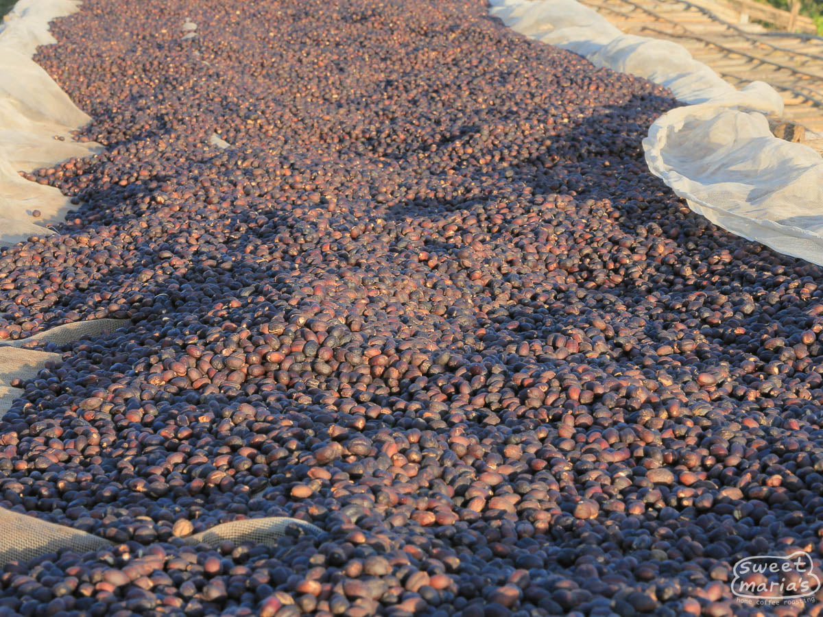 Coffee cherries dry on raised beds at a site in Yabitu Koba, Uraga, Ethiopia.