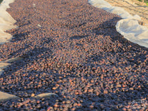 Coffee cherries dry on raised beds at a site in Yabitu Koba, Uraga, Ethiopia.