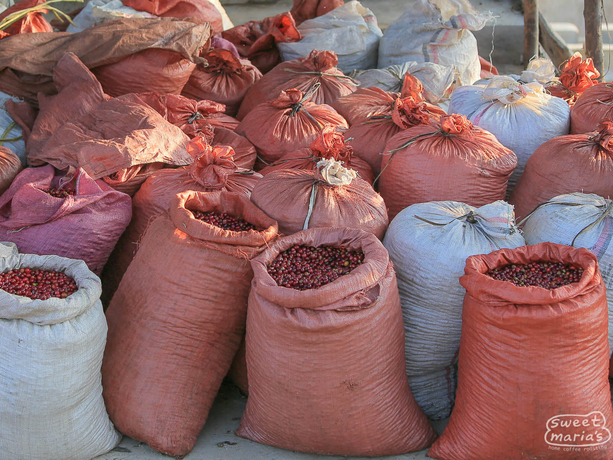 Coffee cherries dry on raised beds at a site in Yabitu Koba, Uraga, Ethiopia.