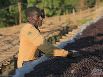 Coffee cherries dry on raised beds at a site in Yabitu Koba, Uraga, Ethiopia.