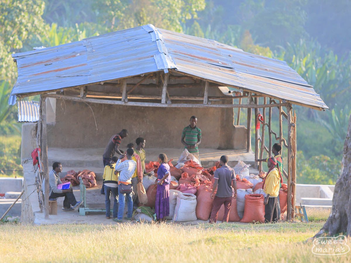 Farmers deliver coffee cherries to one of the sites for processing near Haro Wachu, Uraga.