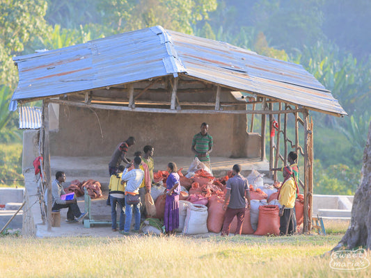 Farmers deliver coffee cherries to one of the sites for processing near Haro Wachu, Uraga.