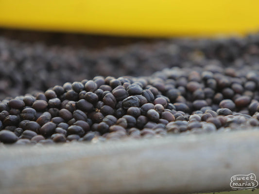 Dry process coffee on raised beds in Goma region, Jimma, Ethiopia.