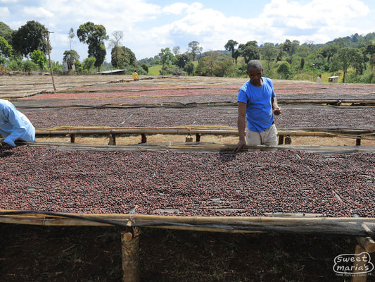 Workers pull unripe coffee cherries from the drying beds of the Goro site in Hambela Wamena, Guji Zone Ethiopia.
