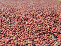  Guji Zone Ethiopia.