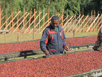 Ethiopia Dry Process Bensa Kokose