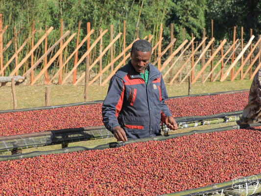 Ethiopia Dry Process Bensa Kokose