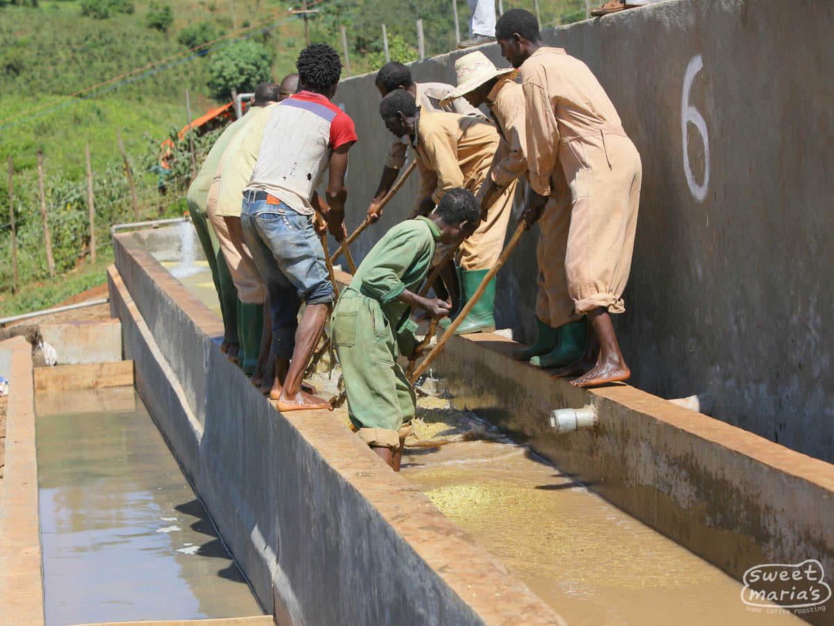 Workers agitate the wet process coffee in washing channels to remove any remaining fruit mucilage before drying. Guji Zone, Ethiopia (not Gogogu).
